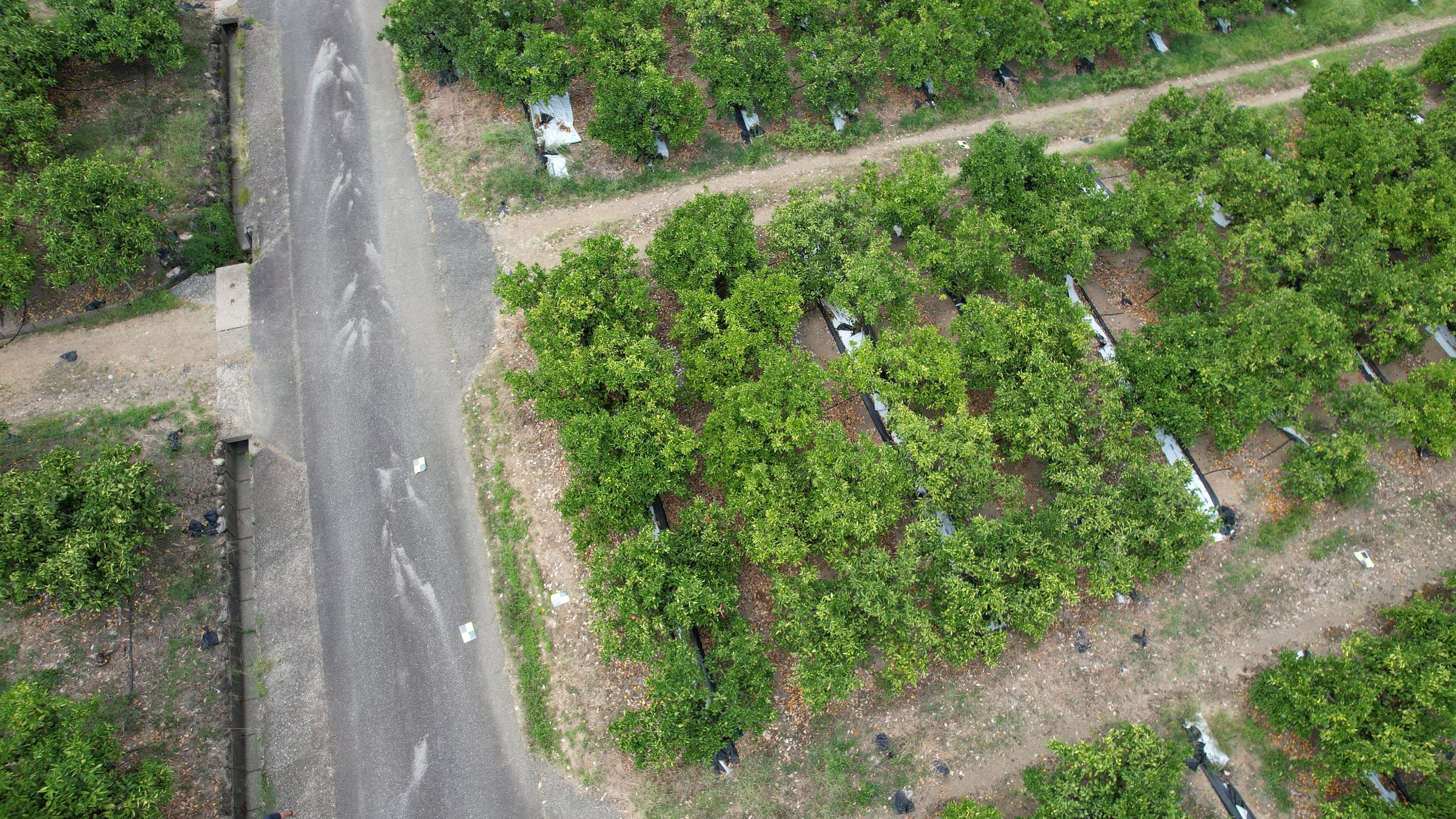みかん園地を斜め上空から撮った空撮。舗装路が対角線に走り、右側に白い反射シートを敷いた区画が見える