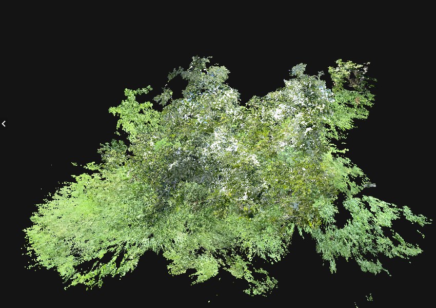 柿の木の3Dモデル。ブラウザの3Dビューアに1本の木が表示されている